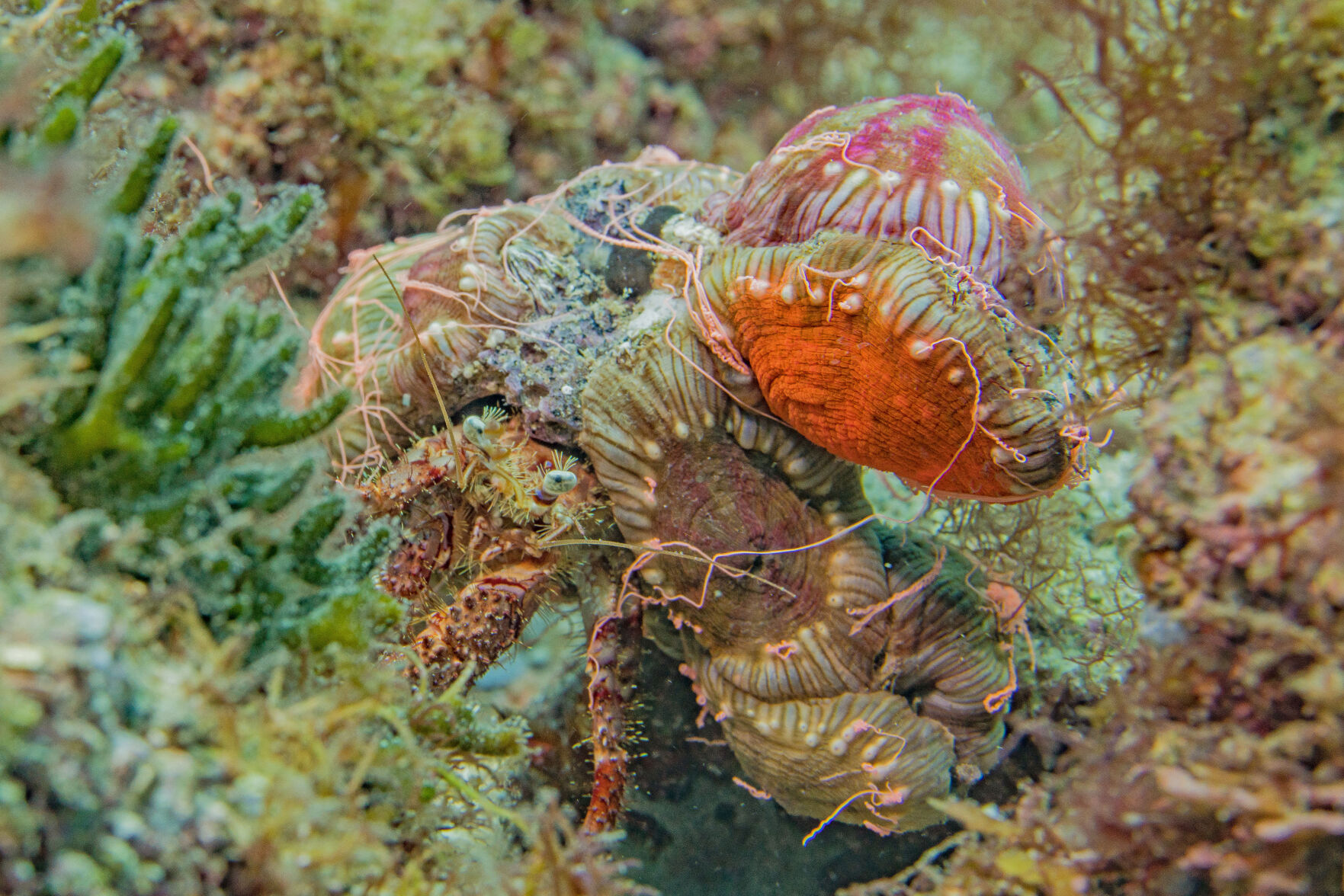 Night diving, Sea of Cortez, San Carlos